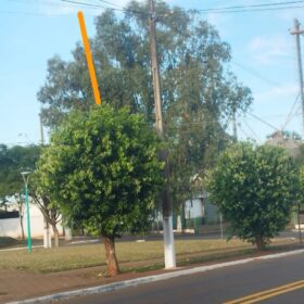 Fotos de Moradores denunciam prefeitura por corte de árvores em Ângulo para evento festivo