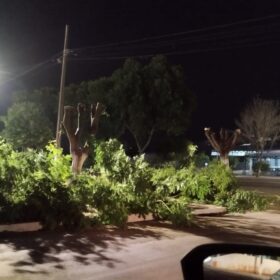 Fotos de Moradores denunciam prefeitura por corte de árvores em Ângulo para evento festivo