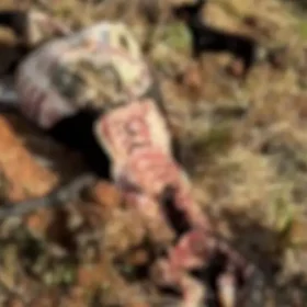 Fotos de Onça mata sete ovelhas em propriedade rural no Paraná; câmera flagrou o ataque