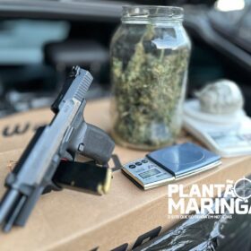 Rotam encontra estufa com aproximadamente 1 mil pés de maconha em Maringá Foto 2 Fotos de Rotam encontra estufa com aproximadamente 1 mil pés de maconha em Maringá