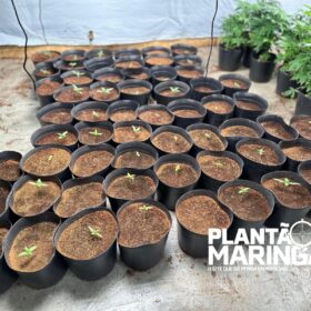 Rotam encontra estufa com aproximadamente 1 mil pés de maconha em Maringá Foto 11 Fotos de Rotam encontra estufa com aproximadamente 1 mil pés de maconha em Maringá