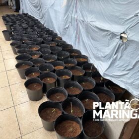 Rotam encontra estufa com aproximadamente 1 mil pés de maconha em Maringá Foto 12 Fotos de Rotam encontra estufa com aproximadamente 1 mil pés de maconha em Maringá