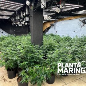 Rotam encontra estufa com aproximadamente 1 mil pés de maconha em Maringá Foto 13 Fotos de Rotam encontra estufa com aproximadamente 1 mil pés de maconha em Maringá