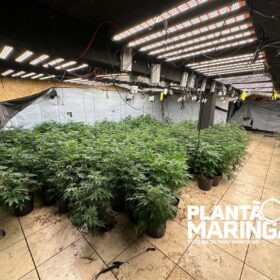 Rotam encontra estufa com aproximadamente 1 mil pés de maconha em Maringá Foto 14 Fotos de Rotam encontra estufa com aproximadamente 1 mil pés de maconha em Maringá