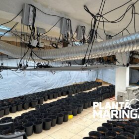 Rotam encontra estufa com aproximadamente 1 mil pés de maconha em Maringá Foto 15 Fotos de Rotam encontra estufa com aproximadamente 1 mil pés de maconha em Maringá