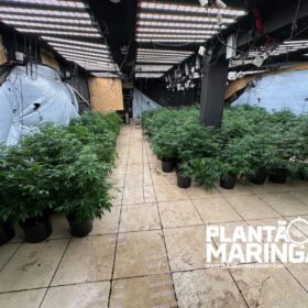 Rotam encontra estufa com aproximadamente 1 mil pés de maconha em Maringá Foto 16 Fotos de Rotam encontra estufa com aproximadamente 1 mil pés de maconha em Maringá