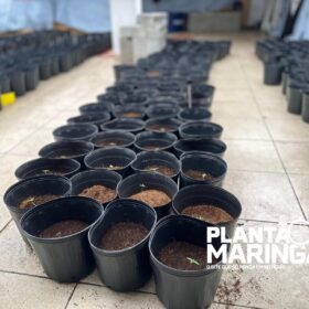 Rotam encontra estufa com aproximadamente 1 mil pés de maconha em Maringá Foto 17 Fotos de Rotam encontra estufa com aproximadamente 1 mil pés de maconha em Maringá