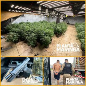 Rotam encontra estufa com aproximadamente 1 mil pés de maconha em Maringá Foto 1 Fotos de Rotam encontra estufa com aproximadamente 1 mil pés de maconha em Maringá