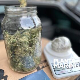 Rotam encontra estufa com aproximadamente 1 mil pés de maconha em Maringá Foto 4 Fotos de Rotam encontra estufa com aproximadamente 1 mil pés de maconha em Maringá