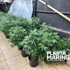 Rotam encontra estufa com aproximadamente 1 mil pés de maconha em Maringá Foto 6 Fotos de Rotam encontra estufa com aproximadamente 1 mil pés de maconha em Maringá
