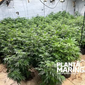 Rotam encontra estufa com aproximadamente 1 mil pés de maconha em Maringá Foto 7 Fotos de Rotam encontra estufa com aproximadamente 1 mil pés de maconha em Maringá