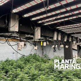 Rotam encontra estufa com aproximadamente 1 mil pés de maconha em Maringá Foto 8 Fotos de Rotam encontra estufa com aproximadamente 1 mil pés de maconha em Maringá