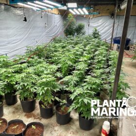 Rotam encontra estufa com aproximadamente 1 mil pés de maconha em Maringá Foto 9 Fotos de Rotam encontra estufa com aproximadamente 1 mil pés de maconha em Maringá