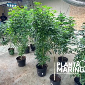 Rotam encontra estufa com aproximadamente 1 mil pés de maconha em Maringá Foto 10 Fotos de Rotam encontra estufa com aproximadamente 1 mil pés de maconha em Maringá