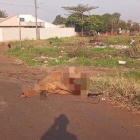 Colisão com cavalo em rua de Sarandi deixa duas pessoas feridas e animal morto Foto 2 Fotos de Colisão com cavalo em rua de Sarandi deixa duas pessoas feridas e animal morto