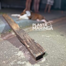 Motociclista mata filhote de pitbull a pauladas após acidente em Maringá Foto 3 Fotos de Motociclista mata filhote de pitbull a pauladas após acidente em Maringá