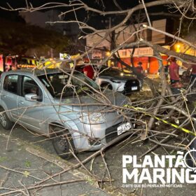 Mulher em moto é socorrida com traumatismo craniano após queda de árvore em Maringá, outros cinco carros foram atingidos Foto 3 Fotos de Mulher em moto é socorrida com traumatismo craniano após queda de árvore em Maringá, outros cinco carros foram atingidos