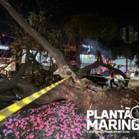 Mulher em moto é socorrida com traumatismo craniano após queda de árvore em Maringá, outros cinco carros foram atingidos Foto 4 Fotos de Mulher em moto é socorrida com traumatismo craniano após queda de árvore em Maringá, outros cinco carros foram atingidos