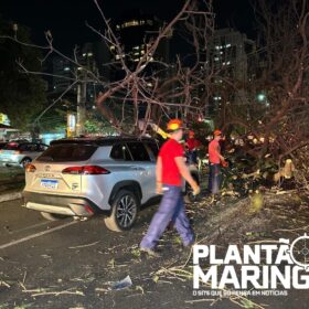 Mulher em moto é socorrida com traumatismo craniano após queda de árvore em Maringá, outros cinco carros foram atingidos Foto 5 Fotos de Mulher em moto é socorrida com traumatismo craniano após queda de árvore em Maringá, outros cinco carros foram atingidos