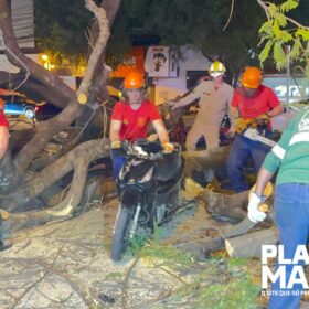 Mulher em moto é socorrida com traumatismo craniano após queda de árvore em Maringá, outros cinco carros foram atingidos Foto 10 Fotos de Mulher em moto é socorrida com traumatismo craniano após queda de árvore em Maringá, outros cinco carros foram atingidos