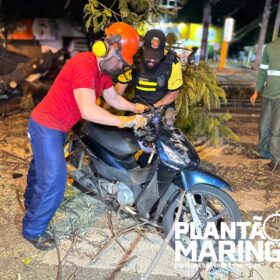 Mulher em moto é socorrida com traumatismo craniano após queda de árvore em Maringá, outros cinco carros foram atingidos Foto 11 Fotos de Mulher em moto é socorrida com traumatismo craniano após queda de árvore em Maringá, outros cinco carros foram atingidos