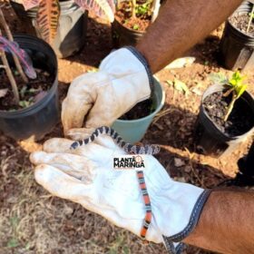 Três cobras aparecem no pátio de uma empresa de Maringá em menos de 12 horas Foto 2 Fotos de Três cobras aparecem no pátio de uma empresa de Maringá em menos de 12 horas