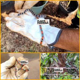 Três cobras aparecem no pátio de uma empresa de Maringá em menos de 12 horas Foto 3 Fotos de Três cobras aparecem no pátio de uma empresa de Maringá em menos de 12 horas