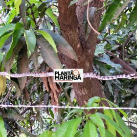 Três cobras aparecem no pátio de uma empresa de Maringá em menos de 12 horas Foto 4 Fotos de Três cobras aparecem no pátio de uma empresa de Maringá em menos de 12 horas