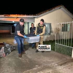 Homem é morto em discussão com vizinho por causa de gatos em Maringá Foto 4 Fotos de Homem é morto em discussão com vizinho por causa de gatos em Maringá