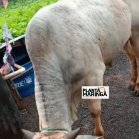 Morador de Sarandi realiza campanha para encontrar boi desaparecido Foto 2 Fotos de Morador de Sarandi realiza campanha para encontrar boi desaparecido
