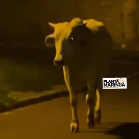 Morador de Sarandi realiza campanha para encontrar boi desaparecido Foto 1 Fotos de Morador de Sarandi realiza campanha para encontrar boi desaparecido