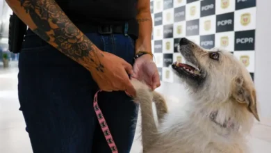 Fotos de Policiais civis adotam cachorrinha que “pediu ajuda” para salvar os filhotes