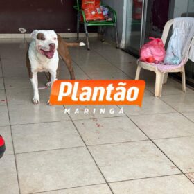Bebê de 1 ano e 4 meses é intubada e socorrida em estado grave após ser atacada por pitbull em Sarandi Foto 5 Fotos de Bebê de 1 ano e 4 meses é intubada e socorrida em estado grave após ser atacada por pitbull em Sarandi