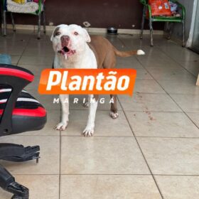 Bebê de 1 ano e 4 meses é intubada e socorrida em estado grave após ser atacada por pitbull em Sarandi Foto 6 Fotos de Bebê de 1 ano e 4 meses é intubada e socorrida em estado grave após ser atacada por pitbull em Sarandi