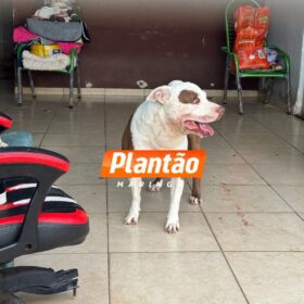 Bebê de 1 ano e 4 meses é intubada e socorrida em estado grave após ser atacada por pitbull em Sarandi Foto 7 Fotos de Bebê de 1 ano e 4 meses é intubada e socorrida em estado grave após ser atacada por pitbull em Sarandi