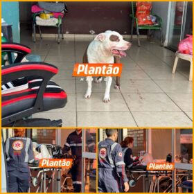 Bebê de 1 ano e 4 meses é intubada e socorrida em estado grave após ser atacada por pitbull em Sarandi Foto 8 Fotos de Bebê de 1 ano e 4 meses é intubada e socorrida em estado grave após ser atacada por pitbull em Sarandi