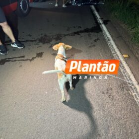 Fiel até o fim: cachorro chora ao lado de homem atropelado em rodovia no Paraná Foto 9 Fotos de Fiel até o fim: cachorro chora ao lado de homem atropelado em rodovia no Paraná