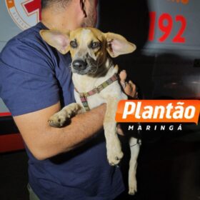 Fiel até o fim: cachorro chora ao lado de homem atropelado em rodovia no Paraná Foto 4 Fotos de Fiel até o fim: cachorro chora ao lado de homem atropelado em rodovia no Paraná