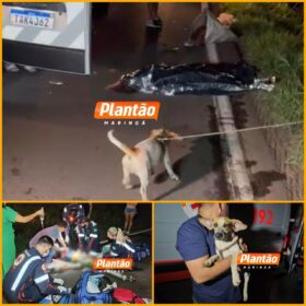 Fiel até o fim: cachorro chora ao lado de homem atropelado em rodovia no Paraná Foto 3 Fotos de Fiel até o fim: cachorro chora ao lado de homem atropelado em rodovia no Paraná