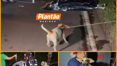 Fotos de Fiel até o fim: cachorro chora ao lado de homem atropelado em rodovia no Paraná