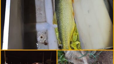 Fotos de Polícia Militar Ambiental combate pesca ilegal em cidade Gaúcha e Itaguajé