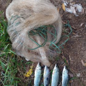 Polícia Militar Ambiental combate pesca ilegal em cidade Gaúcha e Itaguajé Foto 3 Fotos de Polícia Militar Ambiental combate pesca ilegal em cidade Gaúcha e Itaguajé