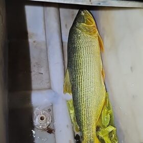Polícia Militar Ambiental combate pesca ilegal em cidade Gaúcha e Itaguajé Foto 1 Fotos de Polícia Militar Ambiental combate pesca ilegal em cidade Gaúcha e Itaguajé