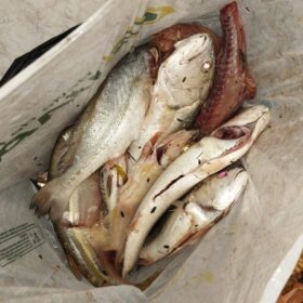 Dois homens são presos por pesca irregular no Rio Ivaí Foto 3 Fotos de Dois homens são presos por pesca irregular no Rio Ivaí