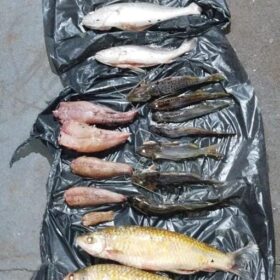 Dois homens são presos por pesca irregular no Rio Ivaí Foto 4 Fotos de Dois homens são presos por pesca irregular no Rio Ivaí
