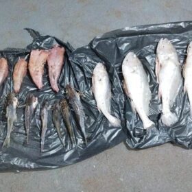 Dois homens são presos por pesca irregular no Rio Ivaí Foto 5 Fotos de Dois homens são presos por pesca irregular no Rio Ivaí