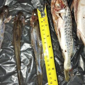 Dois homens são presos por pesca irregular no Rio Ivaí Foto 6 Fotos de Dois homens são presos por pesca irregular no Rio Ivaí