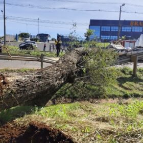 Árvore cai sobre carro e mata motorista na PR-317, em Maringá Foto 6 Fotos de Árvore cai sobre carro e mata motorista na PR-317, em Maringá