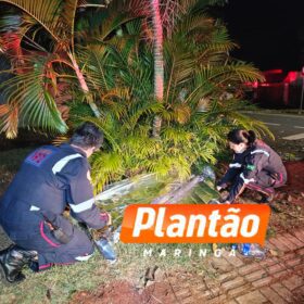 Homem com mandado de prisão é morto a tiros em Maringá Foto 9 Fotos de Homem com mandado de prisão é morto a tiros em Maringá