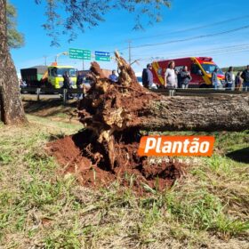 Motorista morre após árvore cair sobre carro na PR-317 em Maringá Foto 2 Fotos de Motorista morre após árvore cair sobre carro na PR-317 em Maringá
